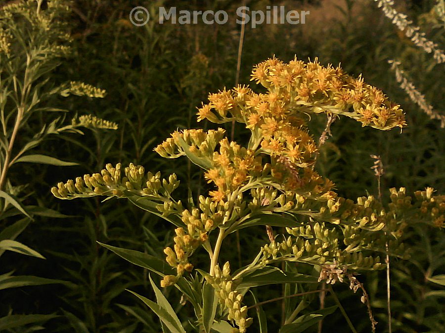 Solidago gigantea
